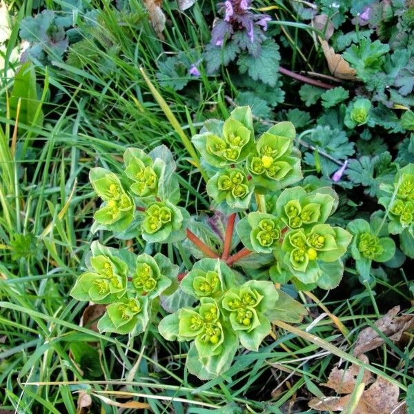 Euphorbia helioscopia Floro