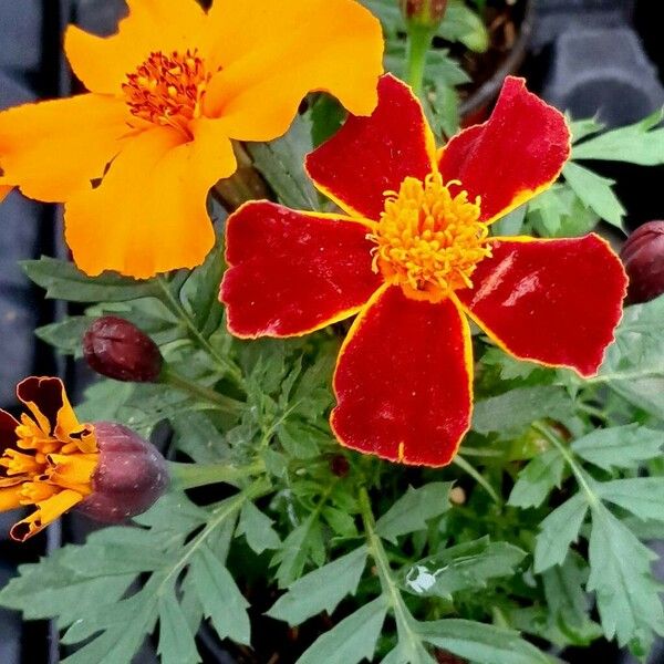 Tagetes erecta 花