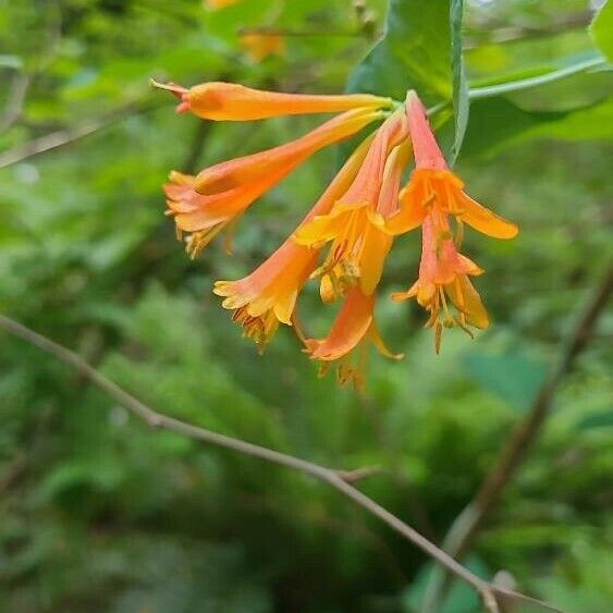 Lonicera ciliosa Blodyn