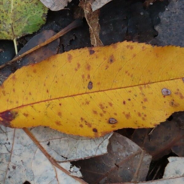 Prunus serotina Liść