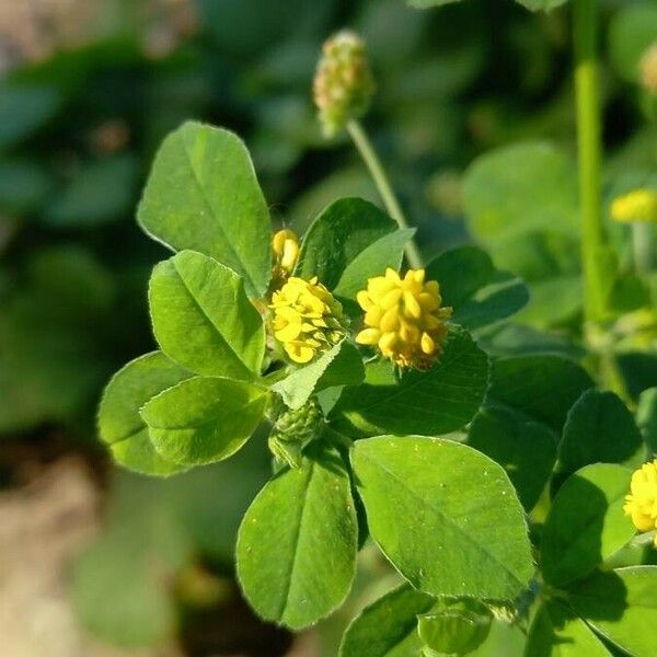 Medicago lupulina Blomma