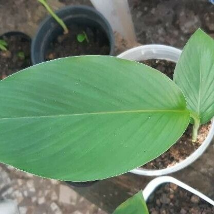 Curcuma longa Blad