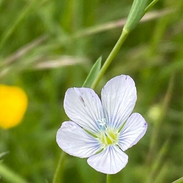 Linum usitatissimum Flower