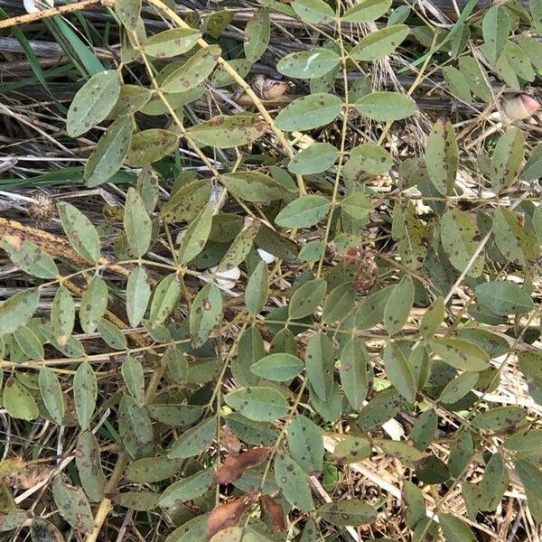 Glycyrrhiza glabra Blatt