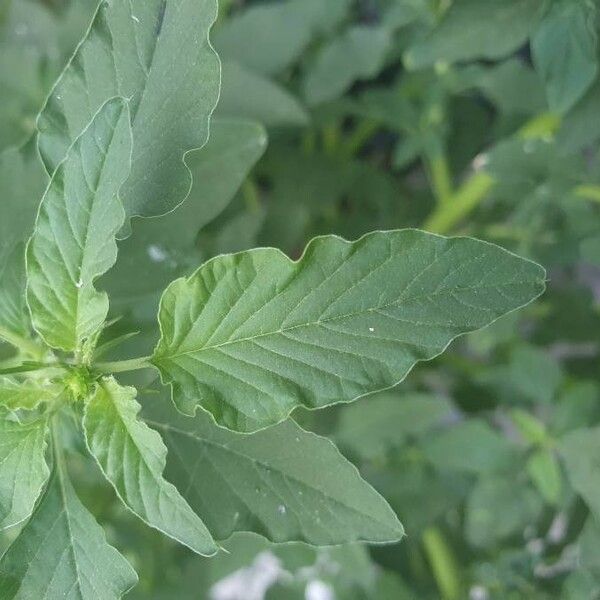 Amaranthus spinosus List