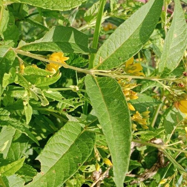 Lysimachia vulgaris Foglia