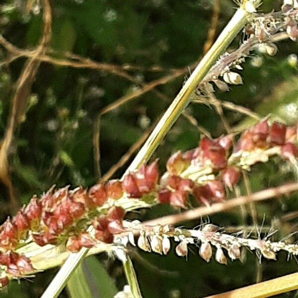 Echinochloa crus-galli ফল