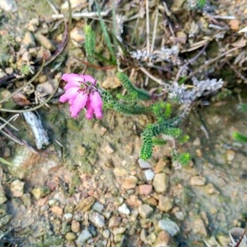 Erica ciliaris Leaf