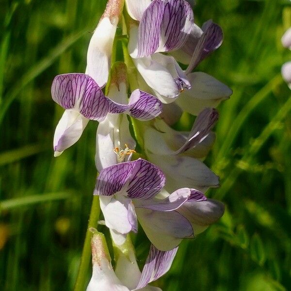 Vicia sylvatica Kvet