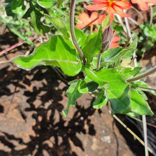 Crossandra massaica Blad