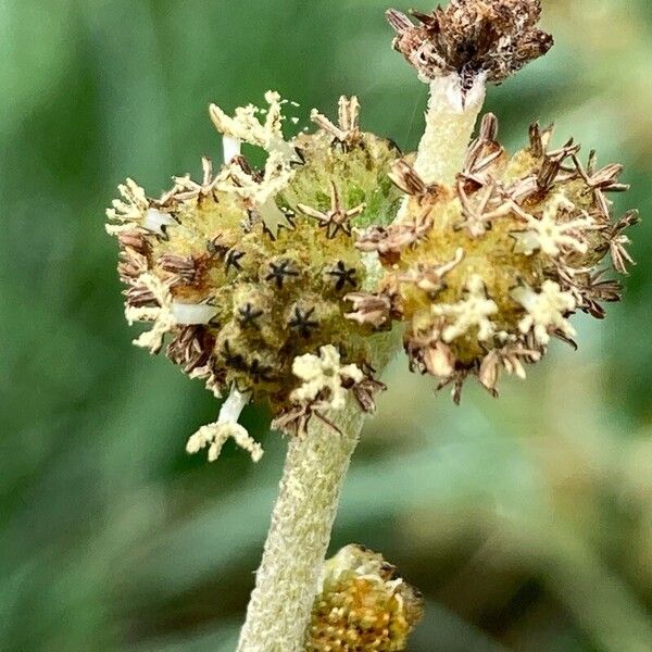 Xanthium spinosum Flower