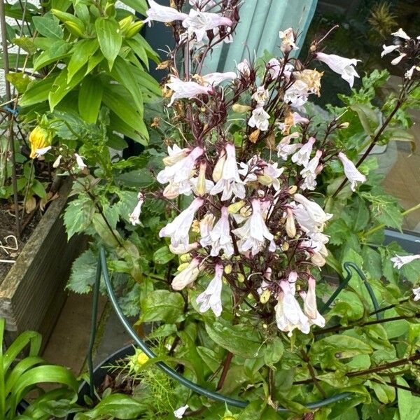 Penstemon digitalis Lorea