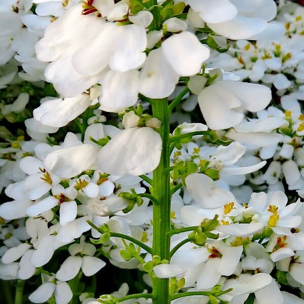 Iberis sempervirens 花