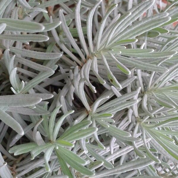 Lavandula latifolia Fulla