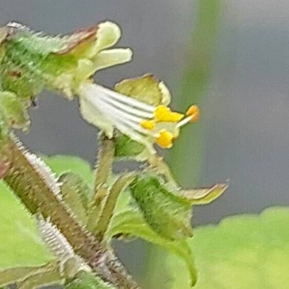 Ocimum gratissimum Flower