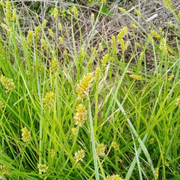 Carex leersii Blüte