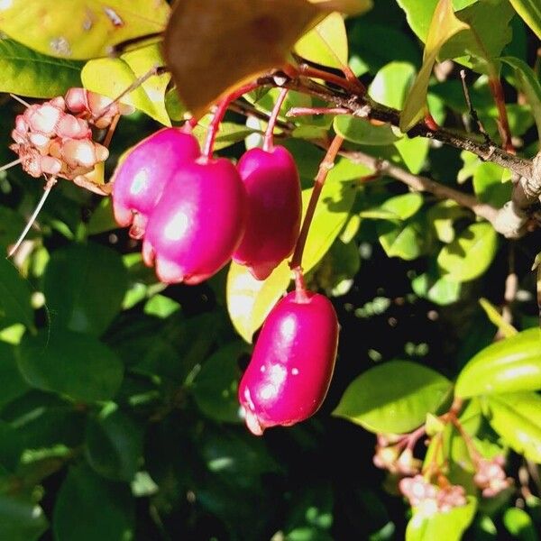 Syzygium paniculatum Плід