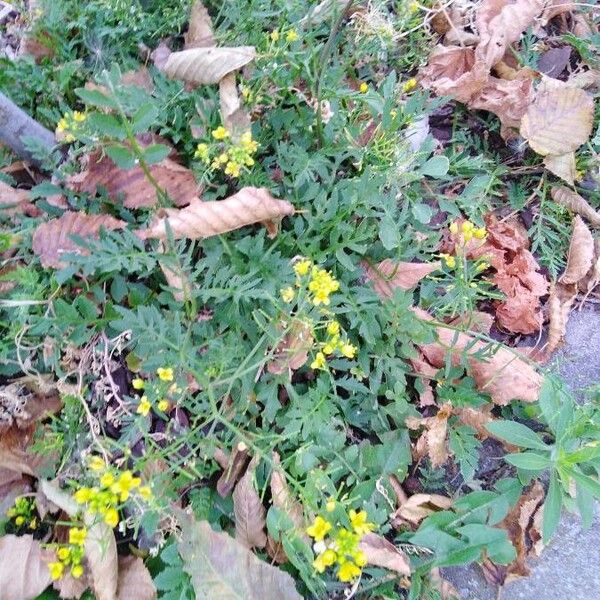 Rorippa sylvestris Blomma