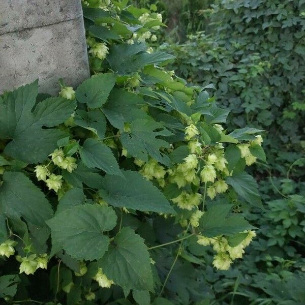 Humulus lupulus Frukt