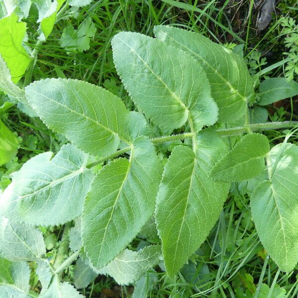 Opopanax chironium Hoja