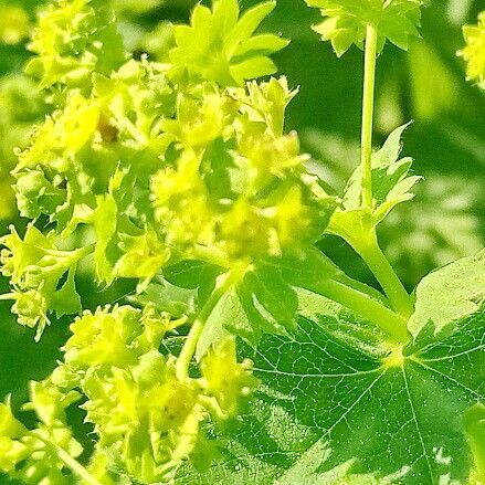 Alchemilla subcrenata Flower