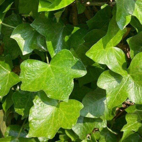 Hedera hibernica पत्ता