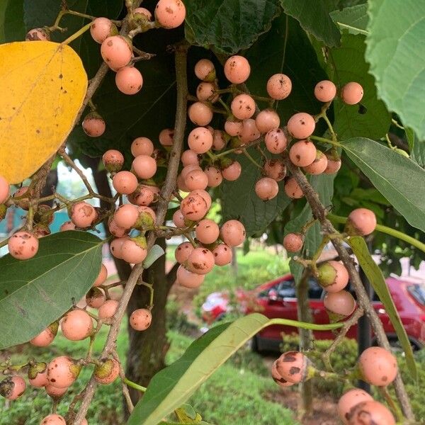 Cordia dichotoma Fruit