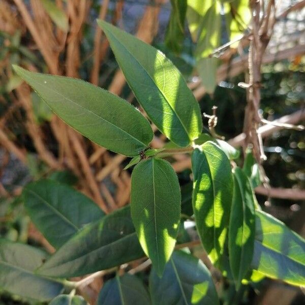 Lonicera acuminata 叶