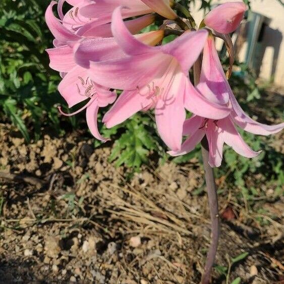 Amaryllis belladonna Fleur