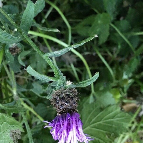 Centaurea nigra Λουλούδι