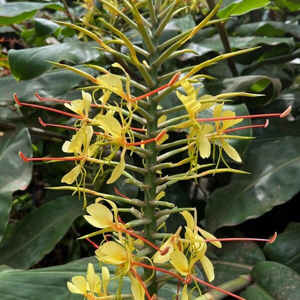 Hedychium gardnerianum 花