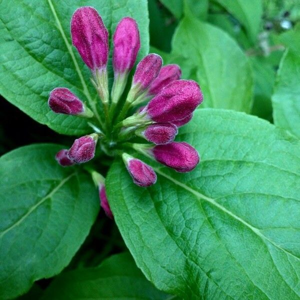 Weigela florida Flors