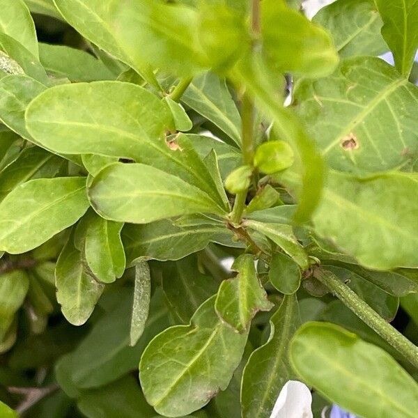 Plumbago auriculata Blad