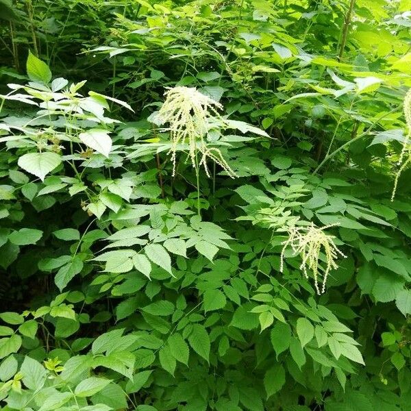 Aruncus dioicus Blomma