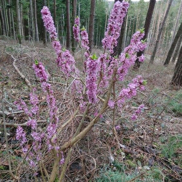 Daphne mezereum Flower