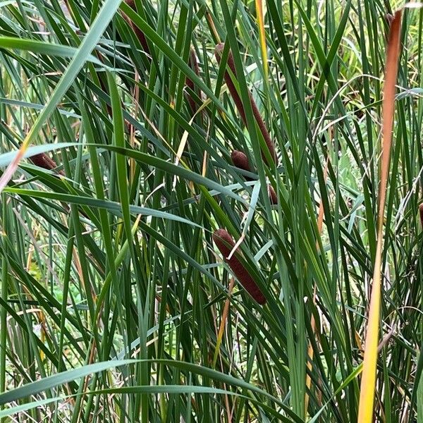 Typha angustifolia Leaf