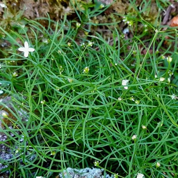 Moehringia muscosa Hoja