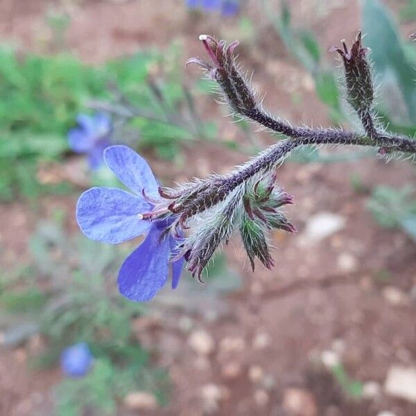 Anchusa azurea Virág