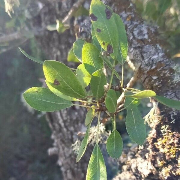 Pyrus spinosa Leaf