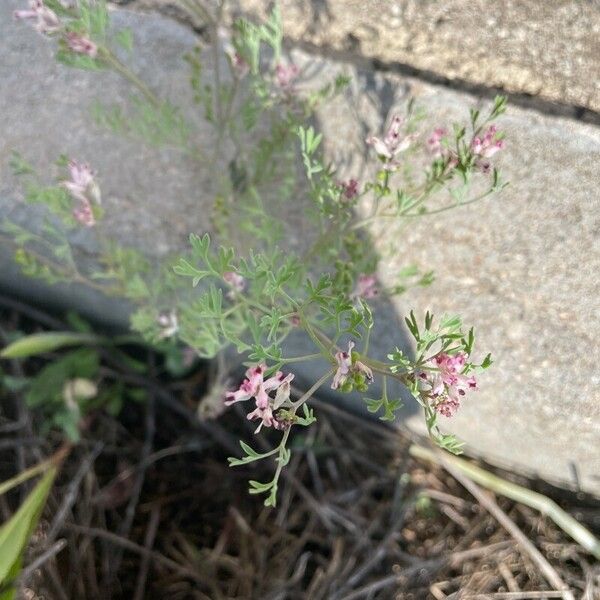 Fumaria vaillantii Flor