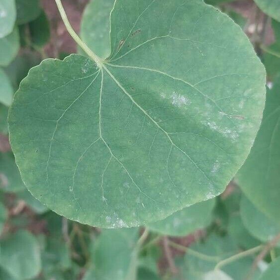 Cercidiphyllum japonicum 葉