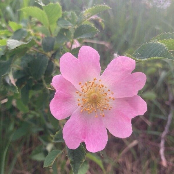 Rosa rubiginosa Flor