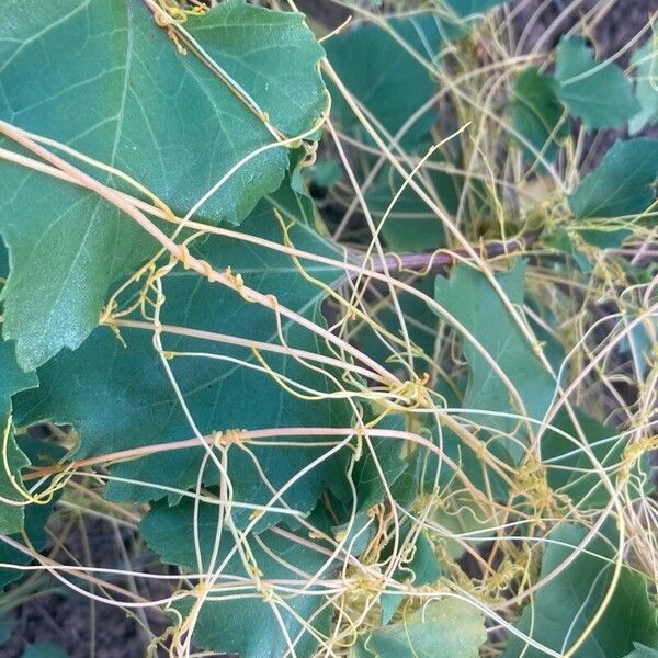 Cuscuta campestris Hoja