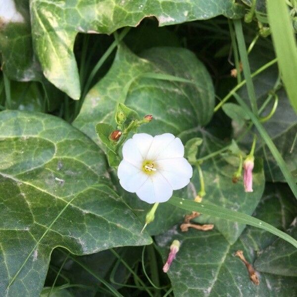 Convolvulus arvensis Flower