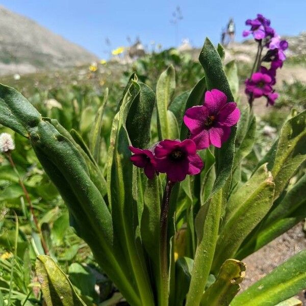 Primula parryi Flower