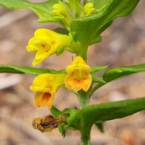 Melampyrum sylvaticum Flor