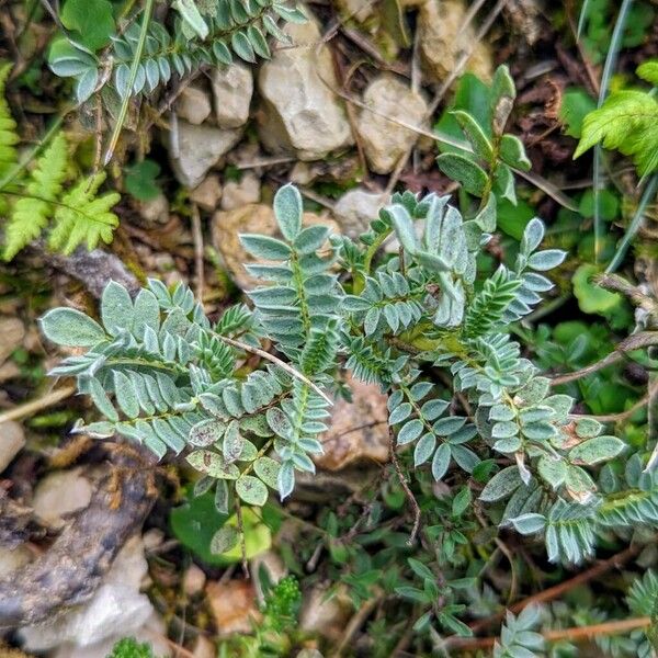 Anthyllis montana Leaf