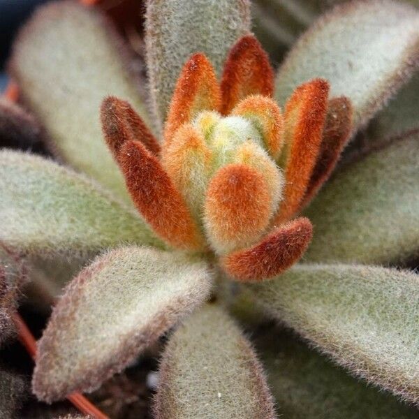 Kalanchoe tomentosa 花