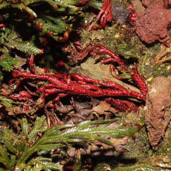 Selaginella haematodes