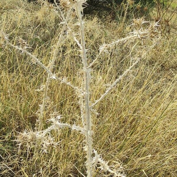 Scolymus maculatus Habit